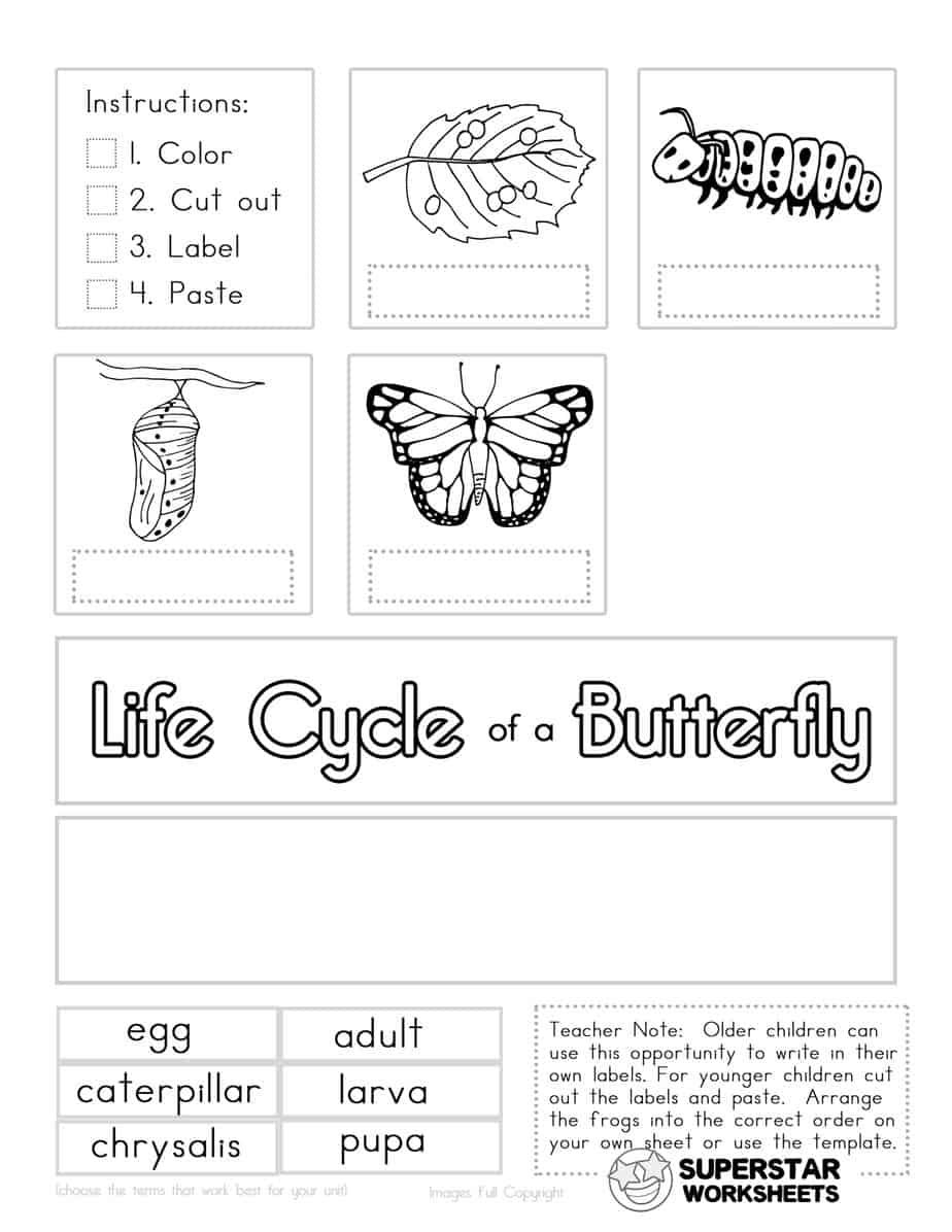 Butterfly Life Cycle Worksheets Artofit