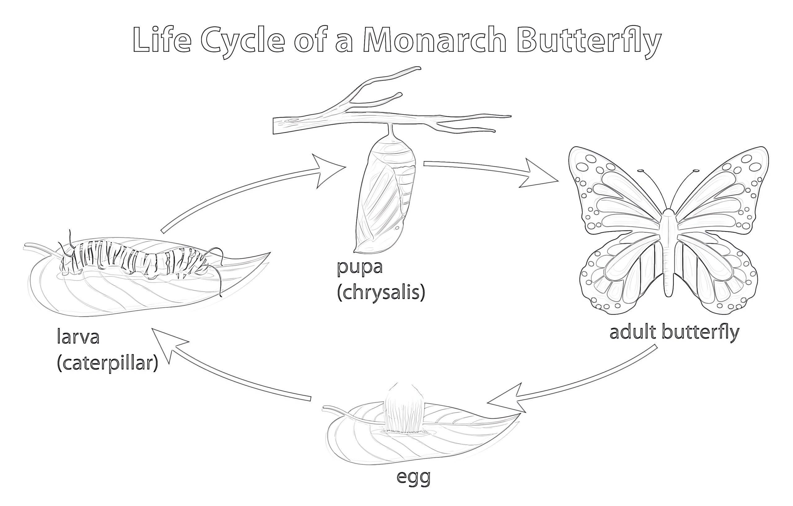 Free Monarch Butterfly Life Cycle Worksheet Download Free Monarch 
