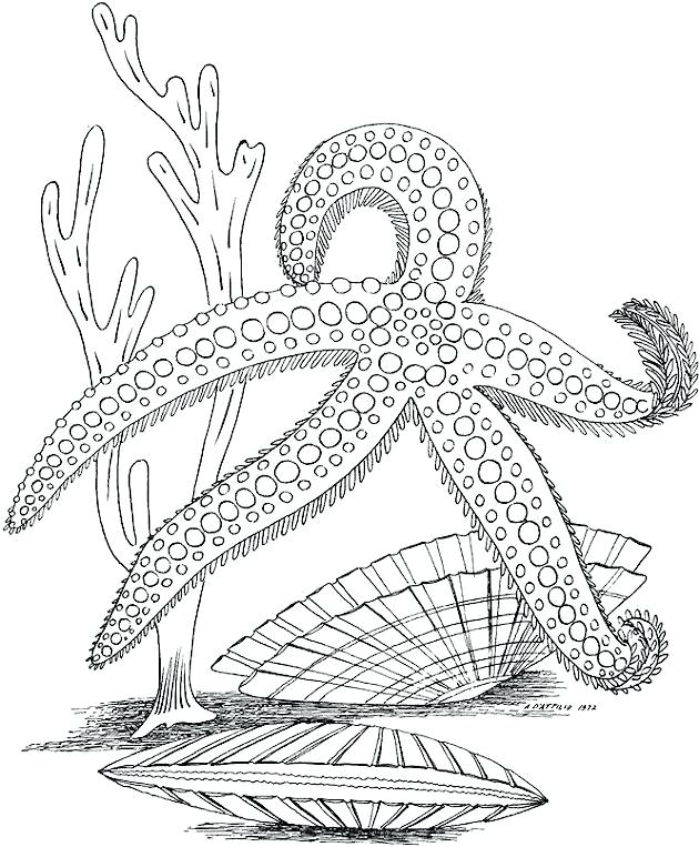 Free Printable Sea Life Coloring Pages At GetColorings Free 
