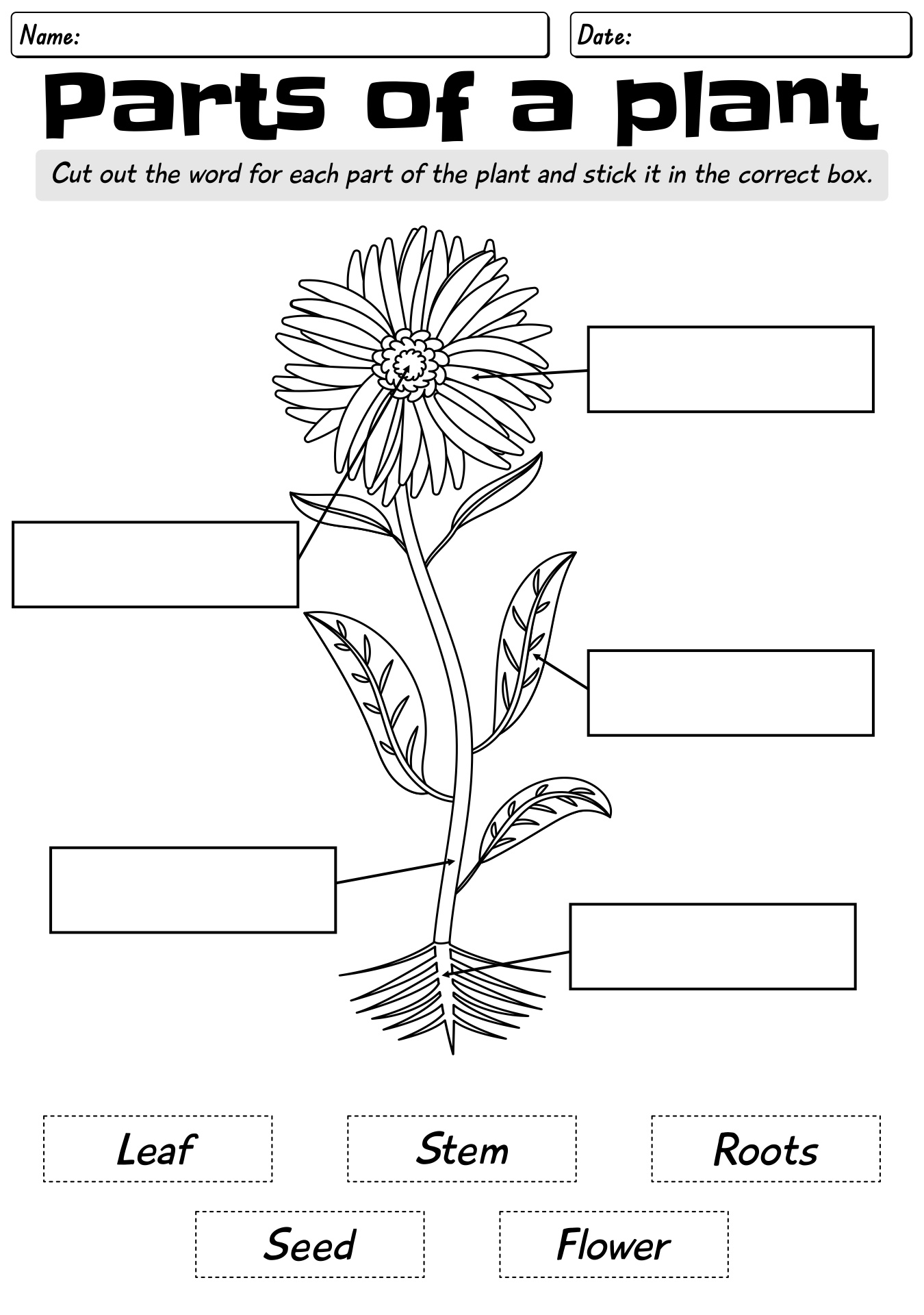 parts of plant worksheet
