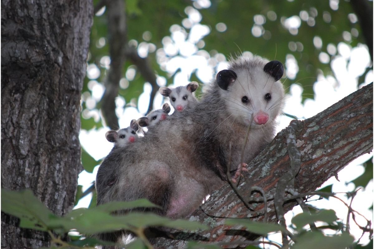 printable pictures of animals that live in trees