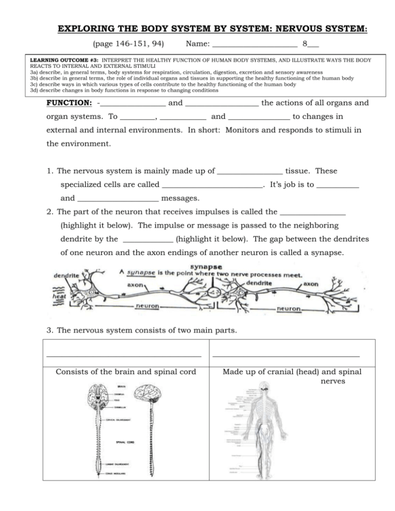 20 Nervous System Worksheet Answers Worksheets Decoomo