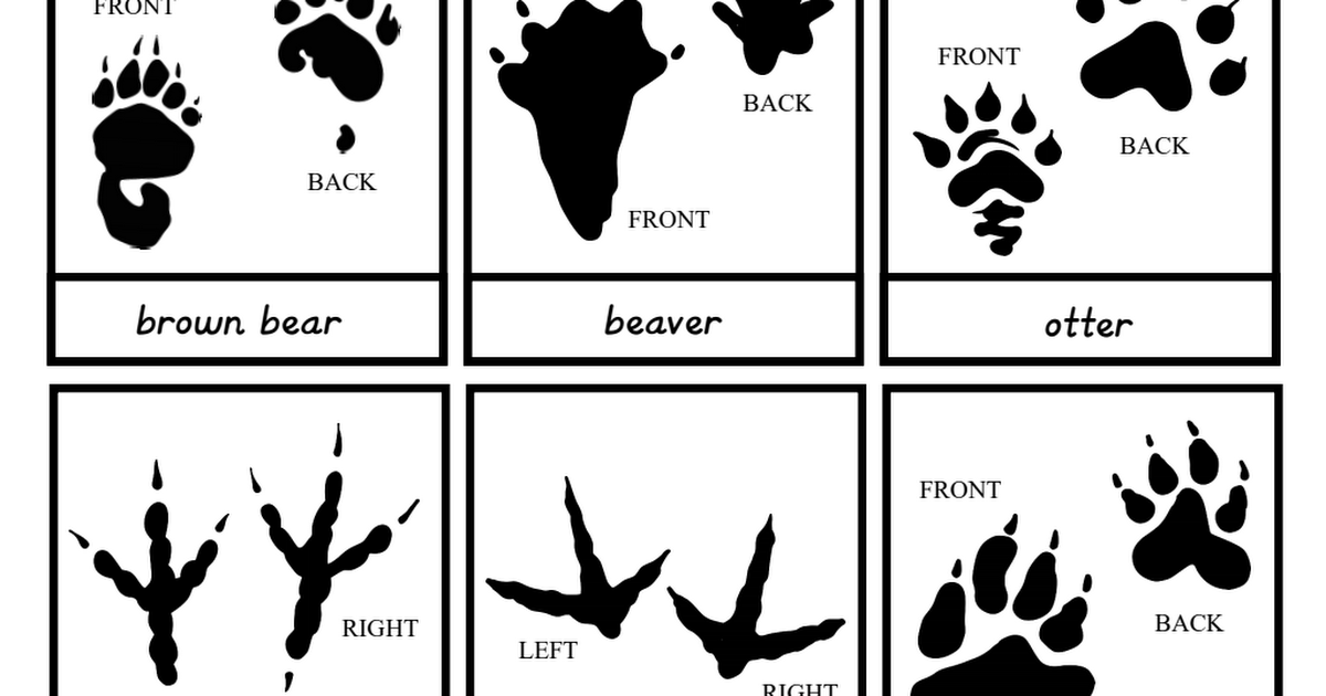 3 part cards animal tracks pdf