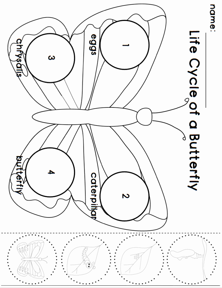 50 Butterfly Life Cycle Worksheet
