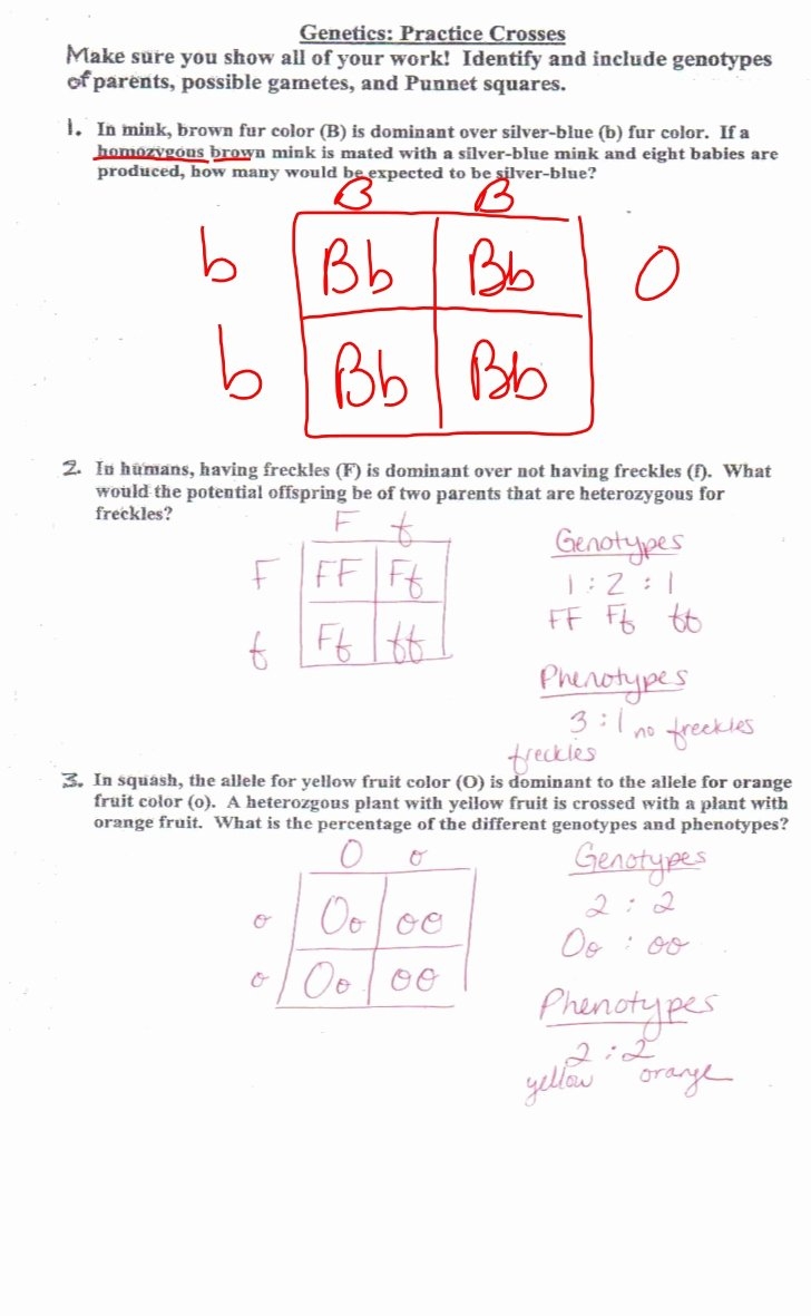 50 Genetics Problems Worksheet Answers Chessmuseum Template Library