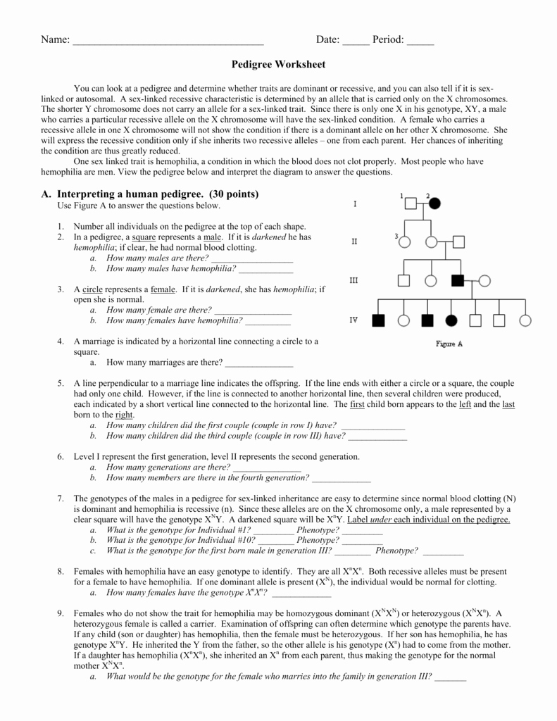 50 Genetics Worksheet Answers Key