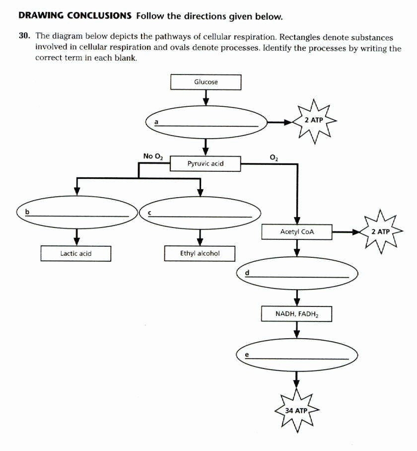 50 Photosynthesis Diagrams Worksheet Answers