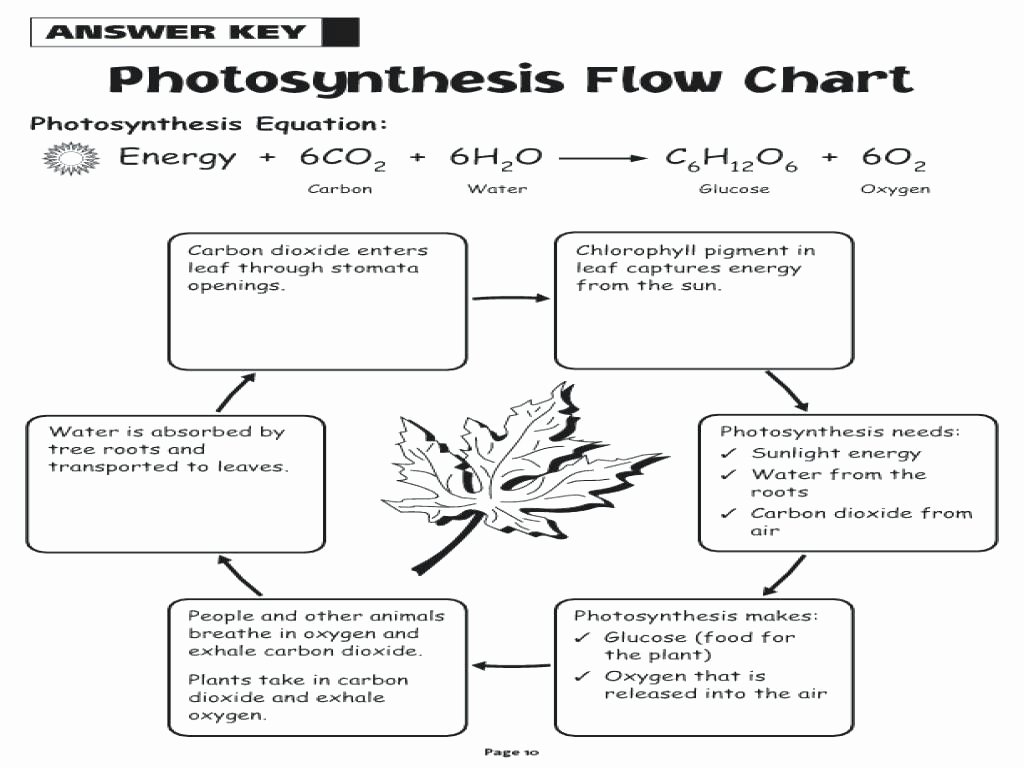 50 Photosynthesis Diagrams Worksheet Answers