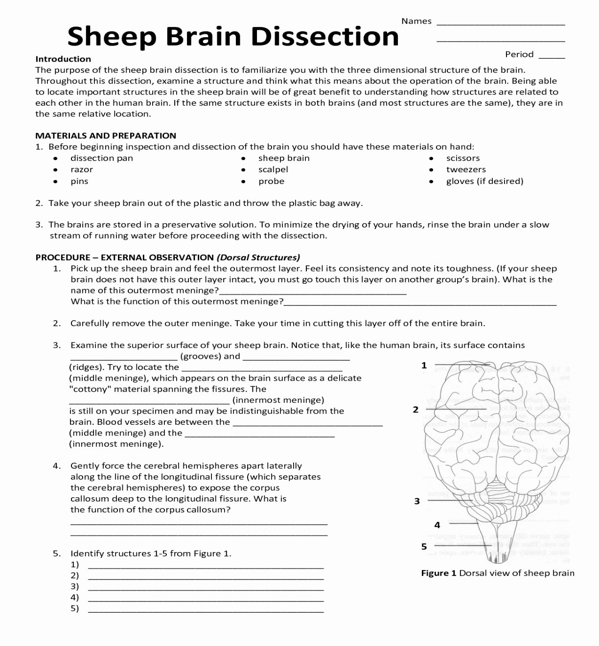 50 Sheep Brain Dissection Worksheet