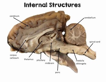 sheep brain dissection worksheet
