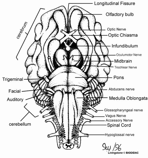 50 Sheep Brain Dissection Worksheet