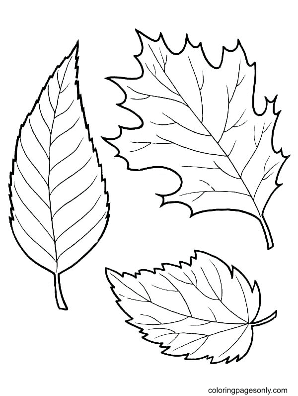 Autumn Leaves Coloring Pages