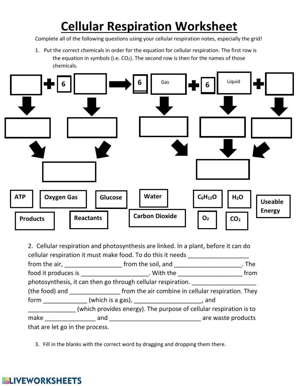 Aerobic Respiration Gap Fill Worksheet Science Beyond Worksheets 