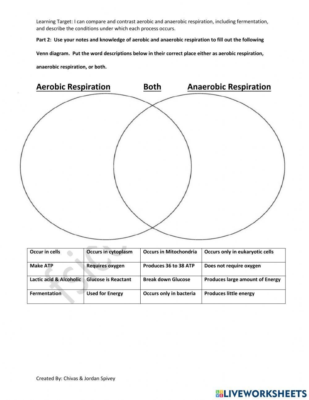Aerobic Vs Anaerobic Respiration Interactive Activity Worksheet