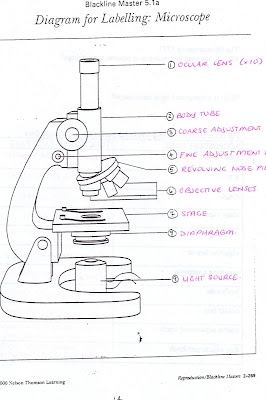labelling microscope worksheet