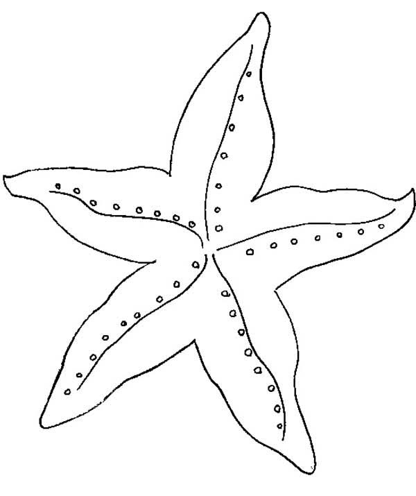 Amazing Starfish Coloring Page Kids Play Color