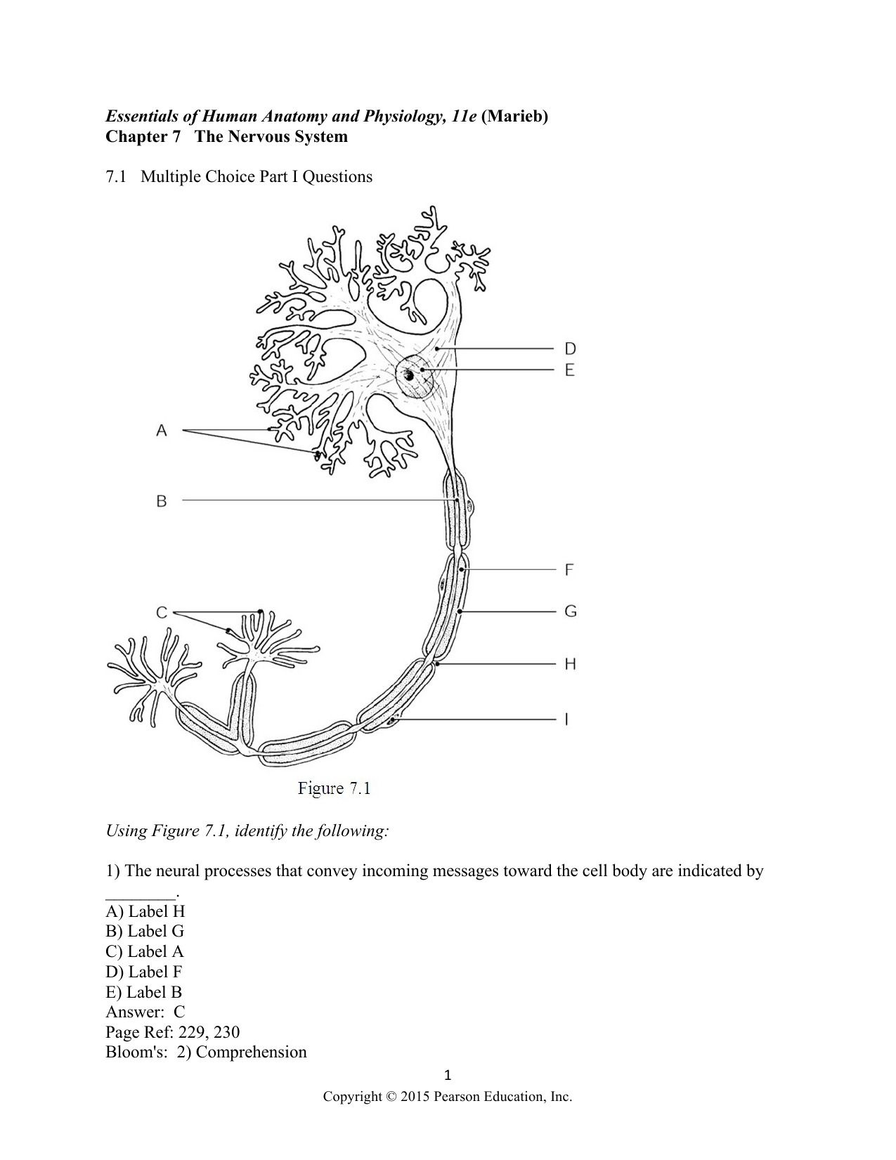 nervous system worksheet answers