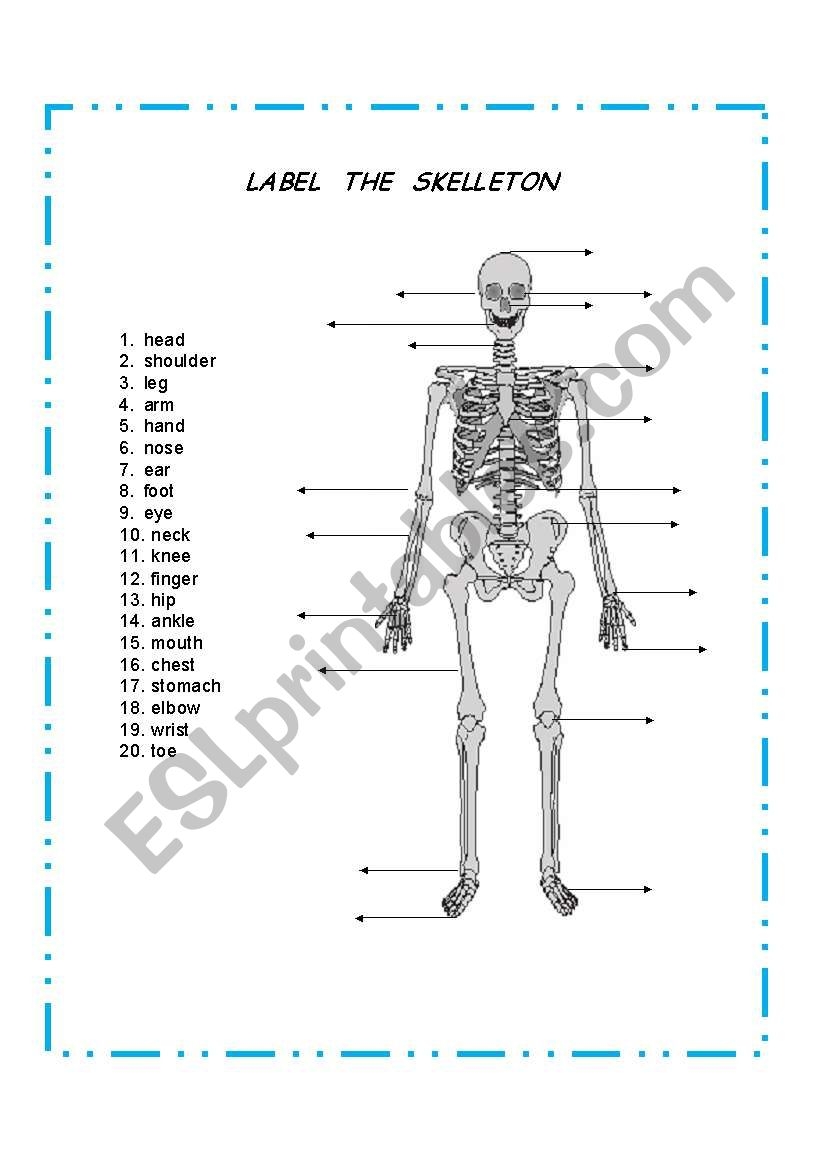 Anatomy The Human Skeleton Worksheet Education Worksheets 