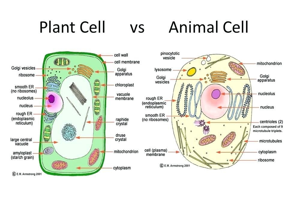 plant and animal cells worksheet