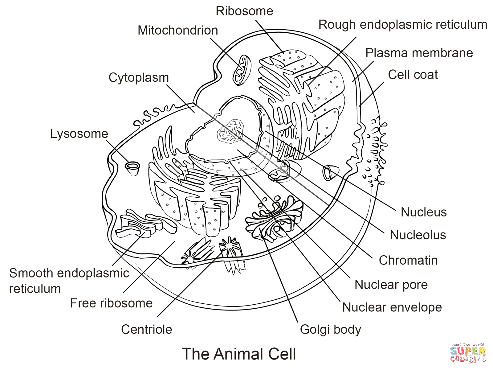 Animal Cell Coloring Page Coloring Home