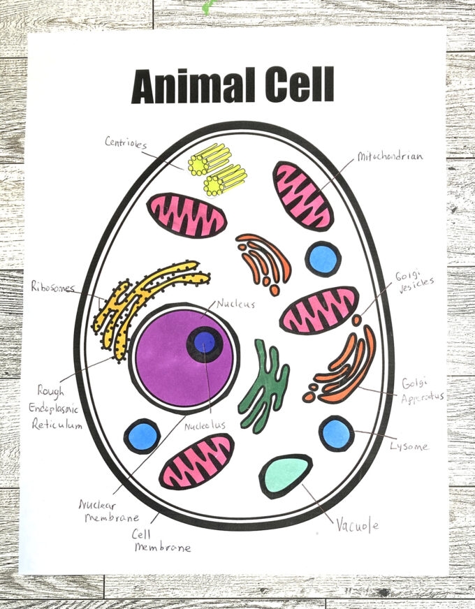 Animal Cell Coloring Sheet Little Bins For Little Hands Worksheets 