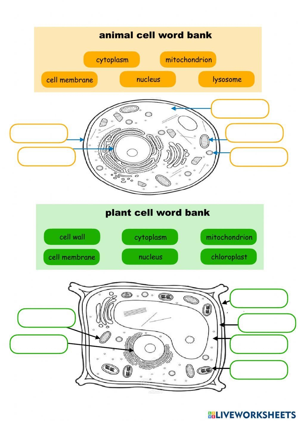 Animal Cell Worksheets Free Printable Worksheets Library