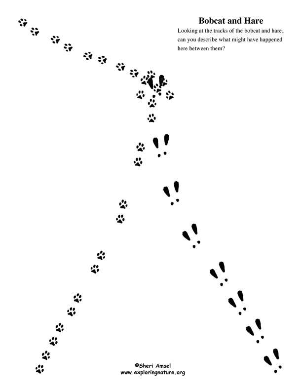 Animal Tracking Observation Vs Inference Activity Worksheets Library
