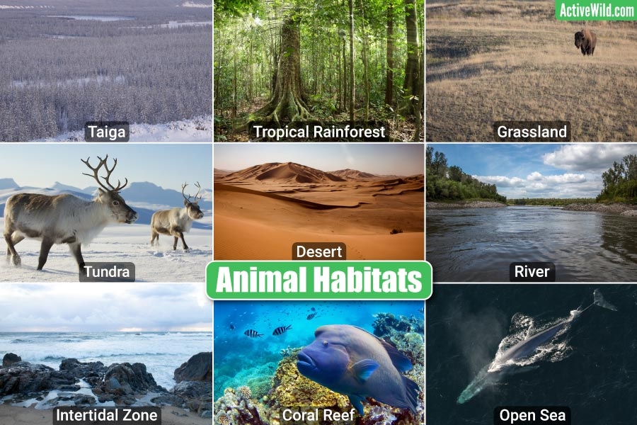 Animals And Their Habitats 3 Part Cards 40 OFF