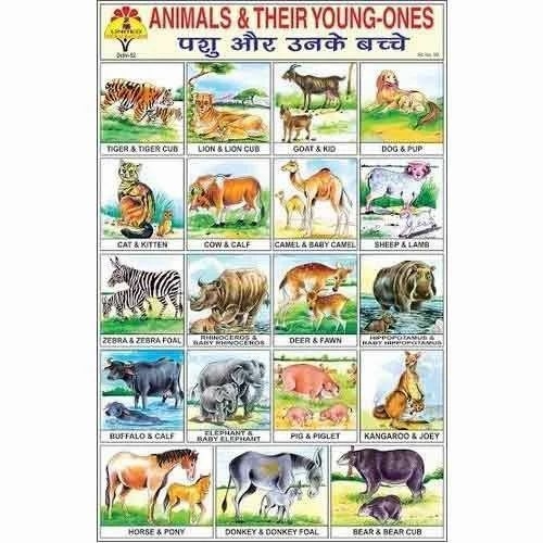 Animals And Their Young Ones Chart