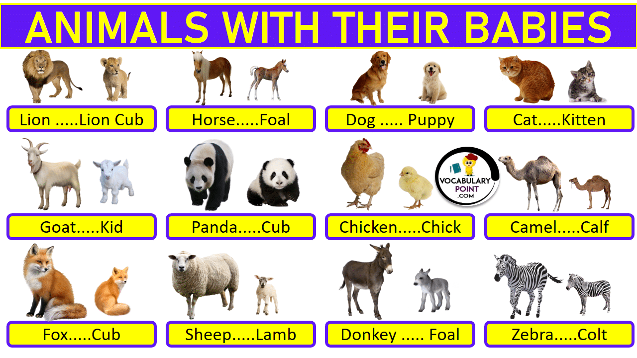 ANIMALS AND THEIR YOUNG ONES PDF Archives Vocabulary Point