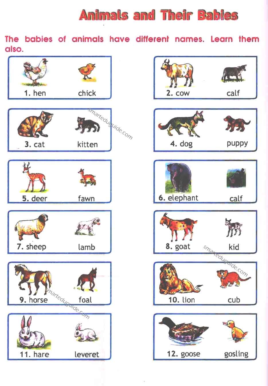 Animals And Their Young Ones Pdf