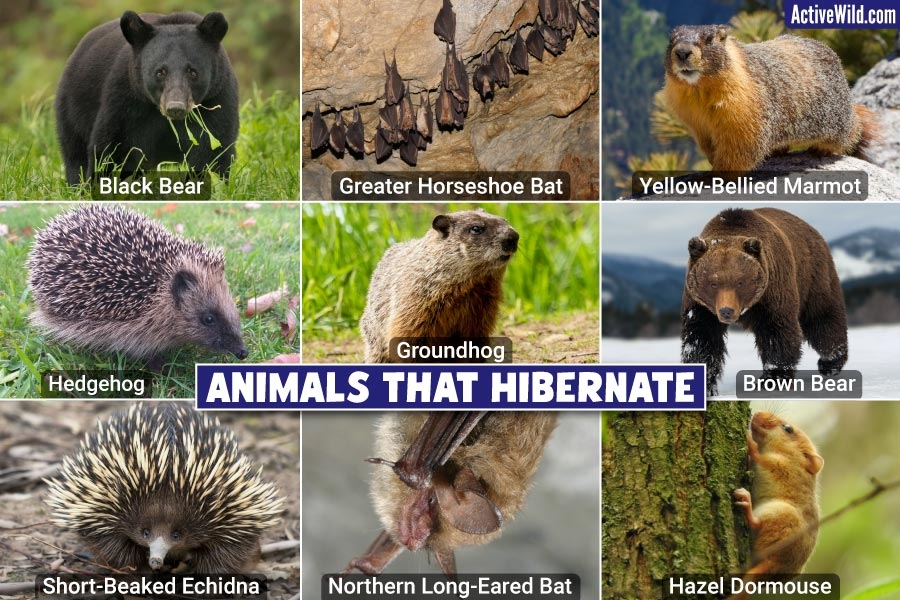 Animals That Hibernate Pictures Facts What Animals 47 OFF