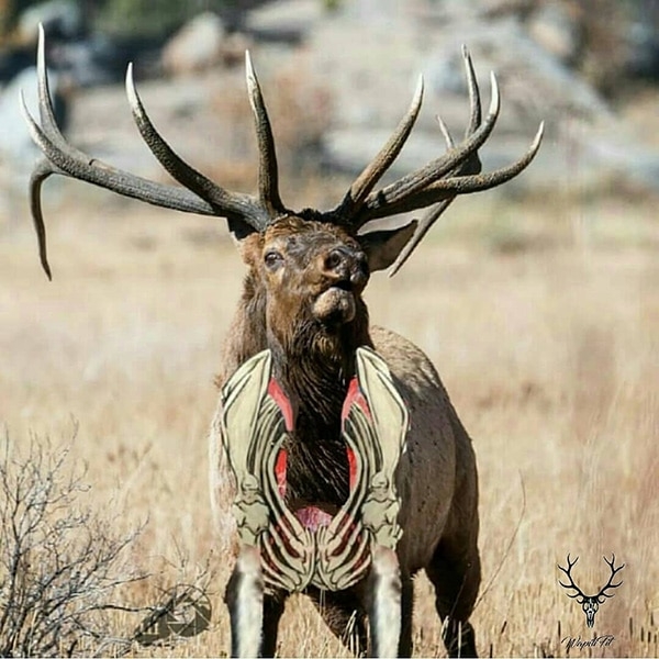 Archery Shot Placement For Elk ElkBros