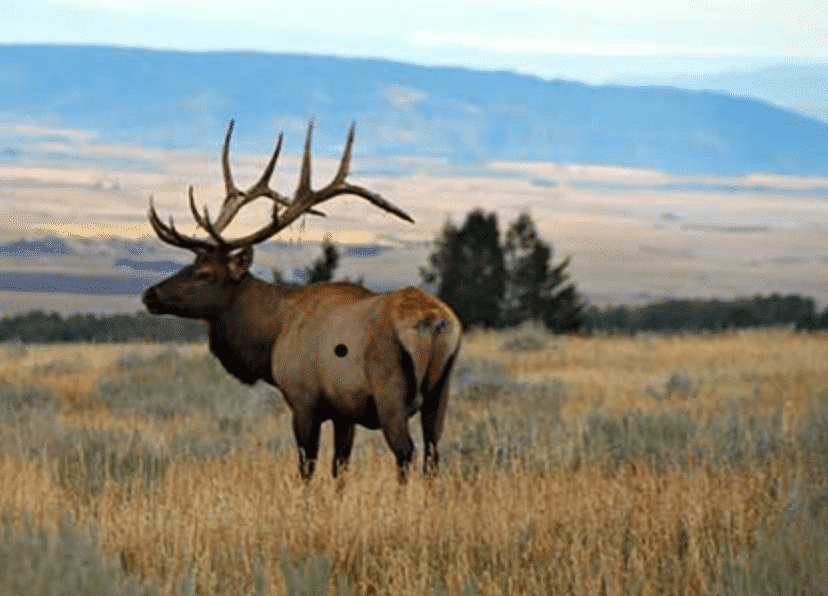 Archery Shot Placement For Elk ElkBros