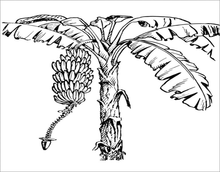 Banana Coloring Pages ColoringBay