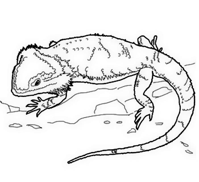 Bearded Dragon Coloring Page Coloring Us