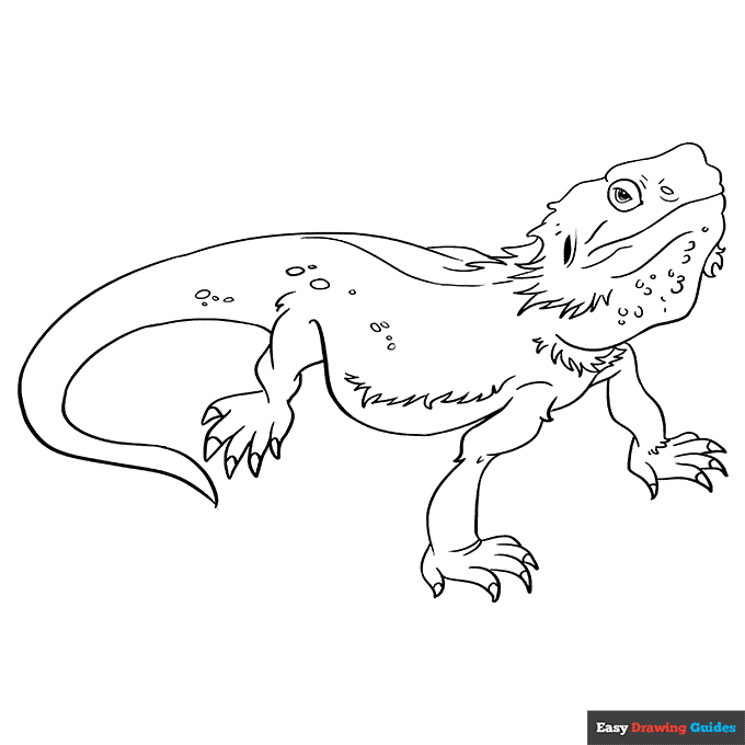 Bearded Dragon Easy Drawing Guides