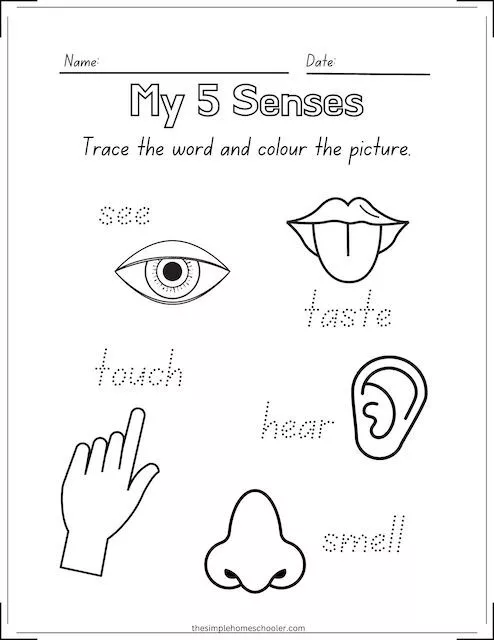 Best 5 Senses Coloring Pages Free Easy Print The Simple