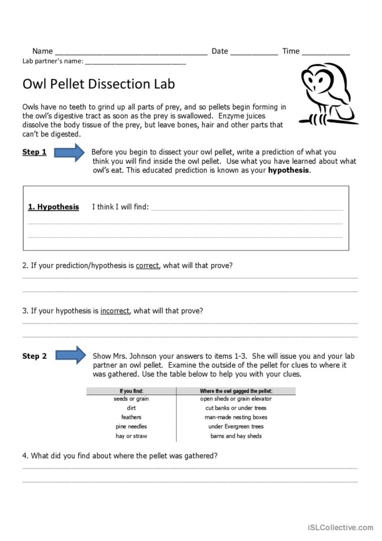 Biology Owl Pellet Lab PDF Worksheets Library