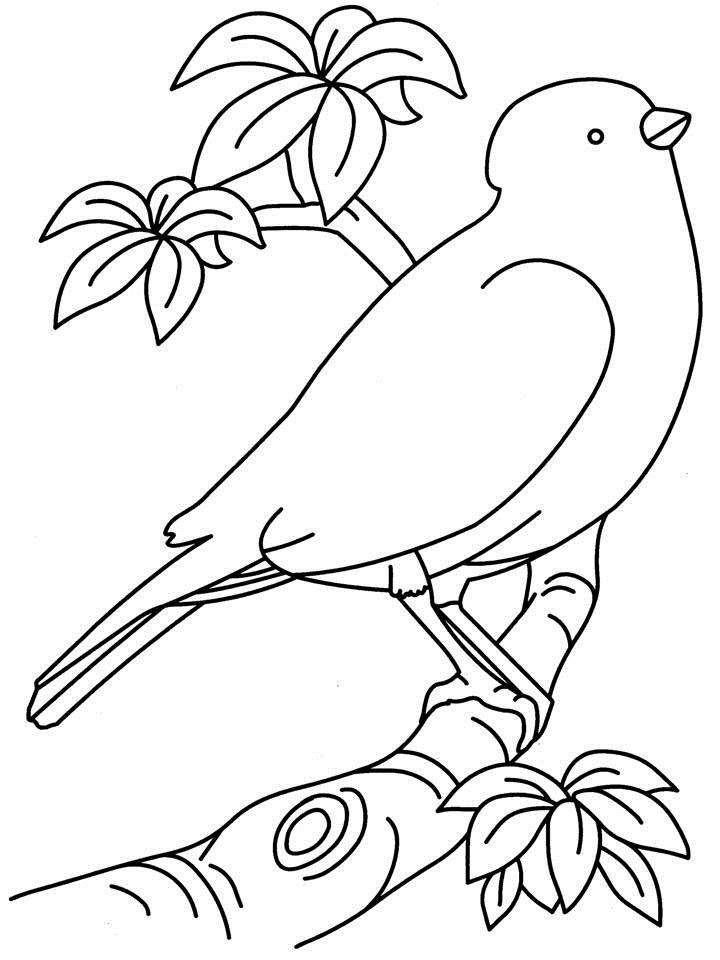 Birds Coloring Page