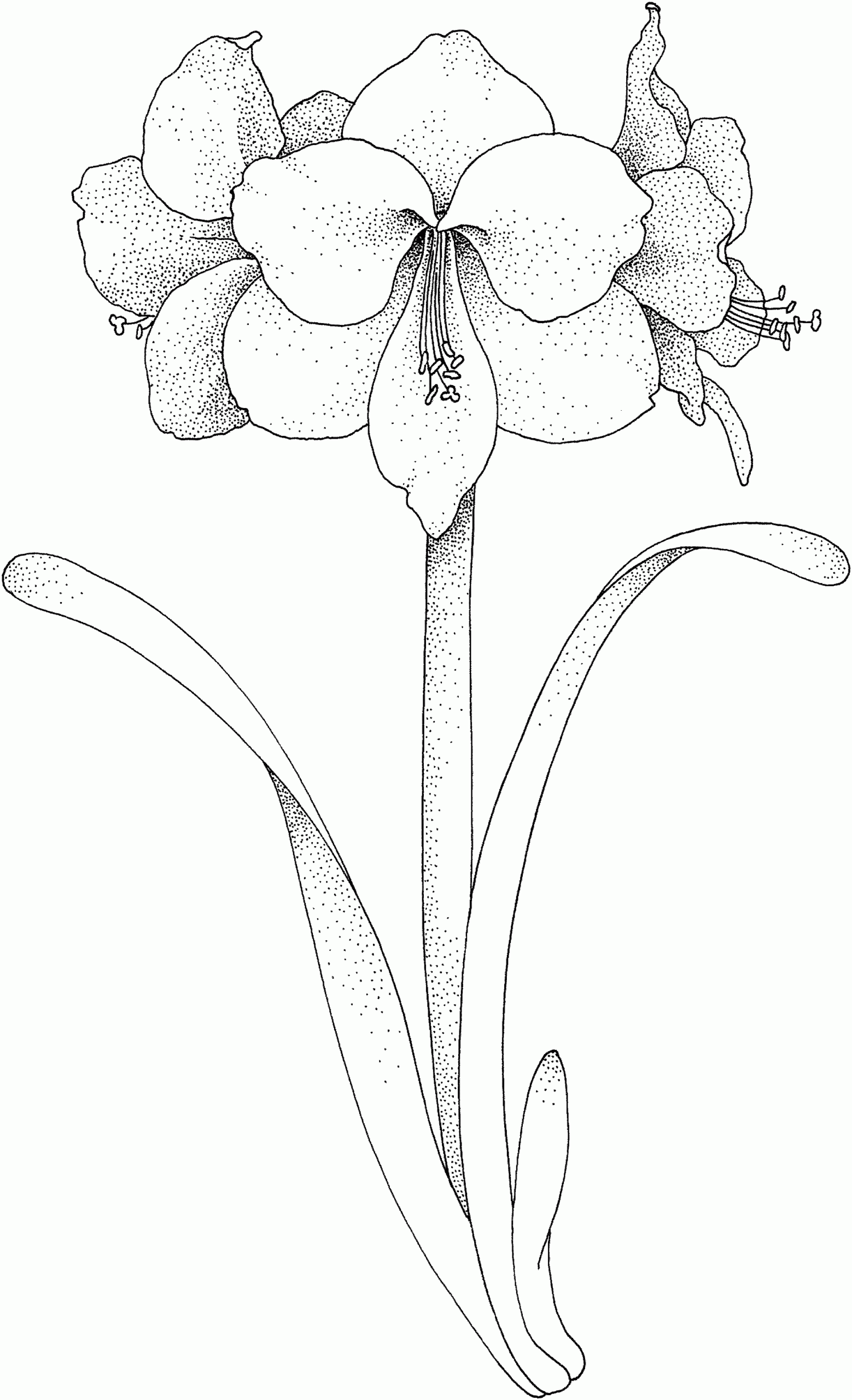 free printable pictures to color of flowers