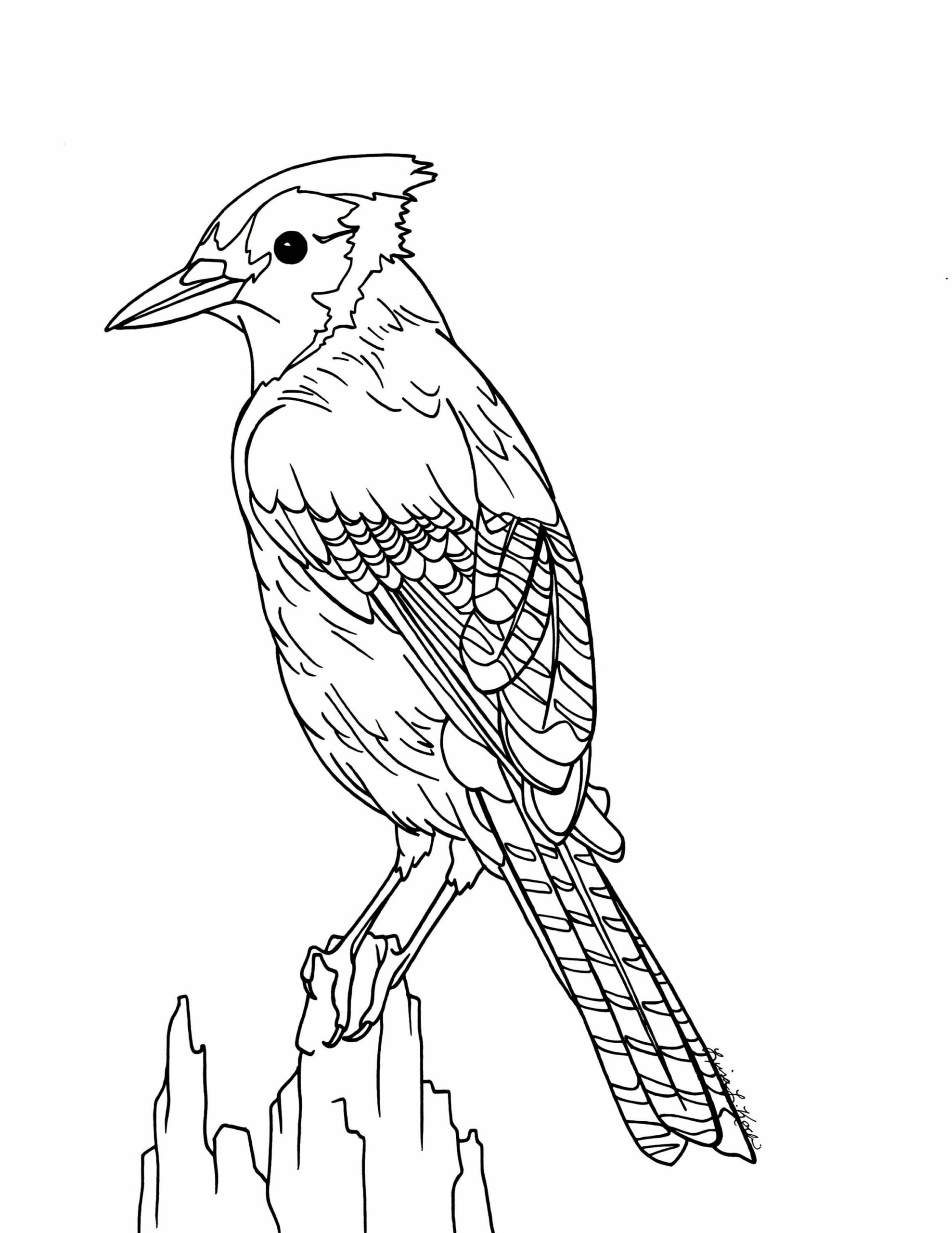 Blue Jay Coloring Page Kidsworksheetfun