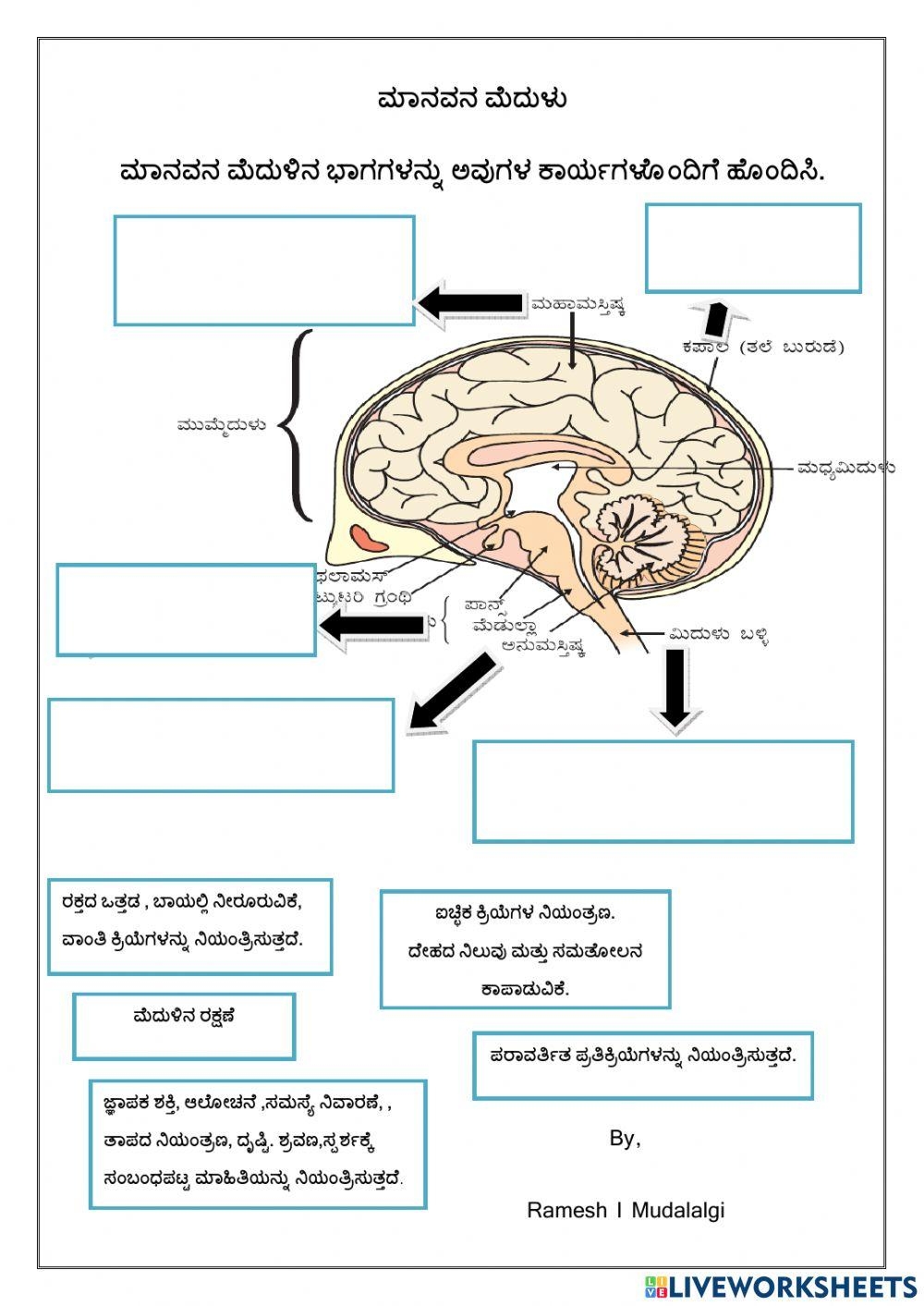 Brain Parts Function Worksheet Live Worksheets Worksheets Library