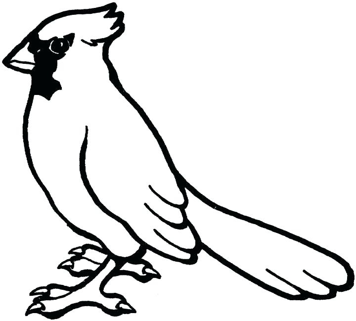 Cardinal Bird Coloring Page At GetDrawings Free Download