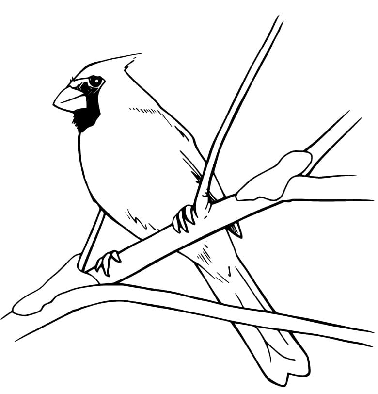 Cardinal Bird On A Tree Coloring Page Free Printable Coloring Pages 