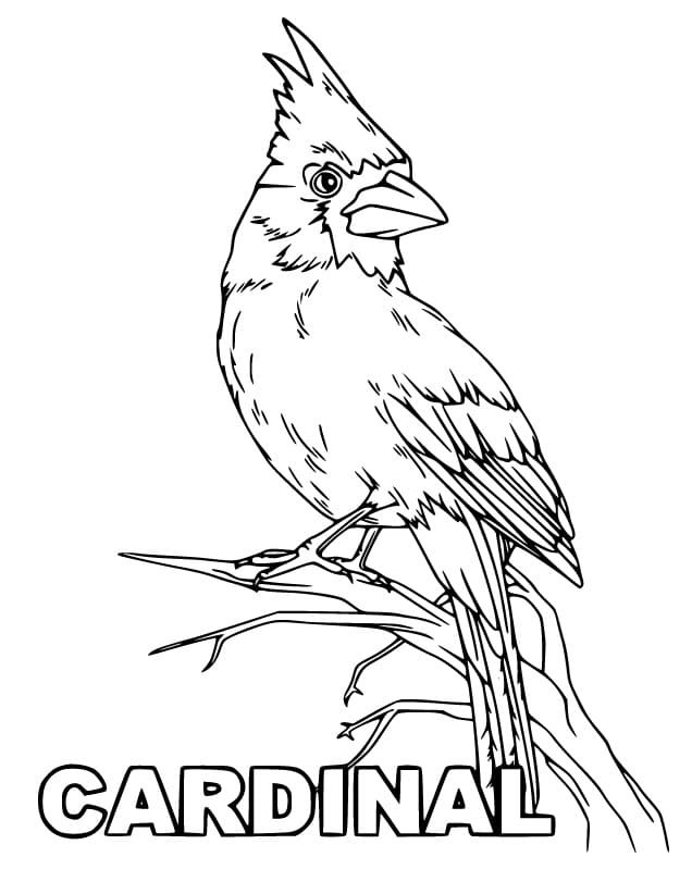 Cardinal Bird Printable Coloring Page Free Printable Coloring Pages