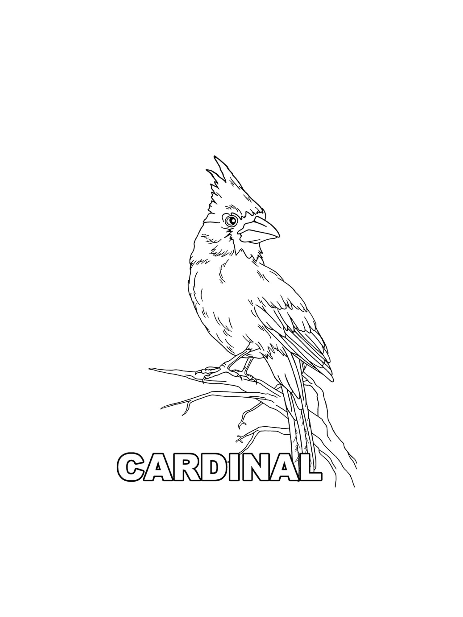 Cardinal Coloring Pages