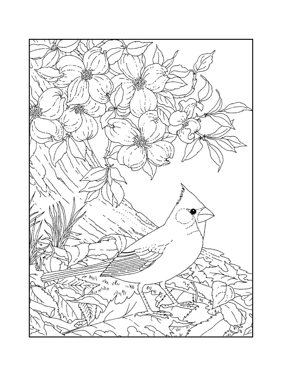 Cardinal Coloring Pages