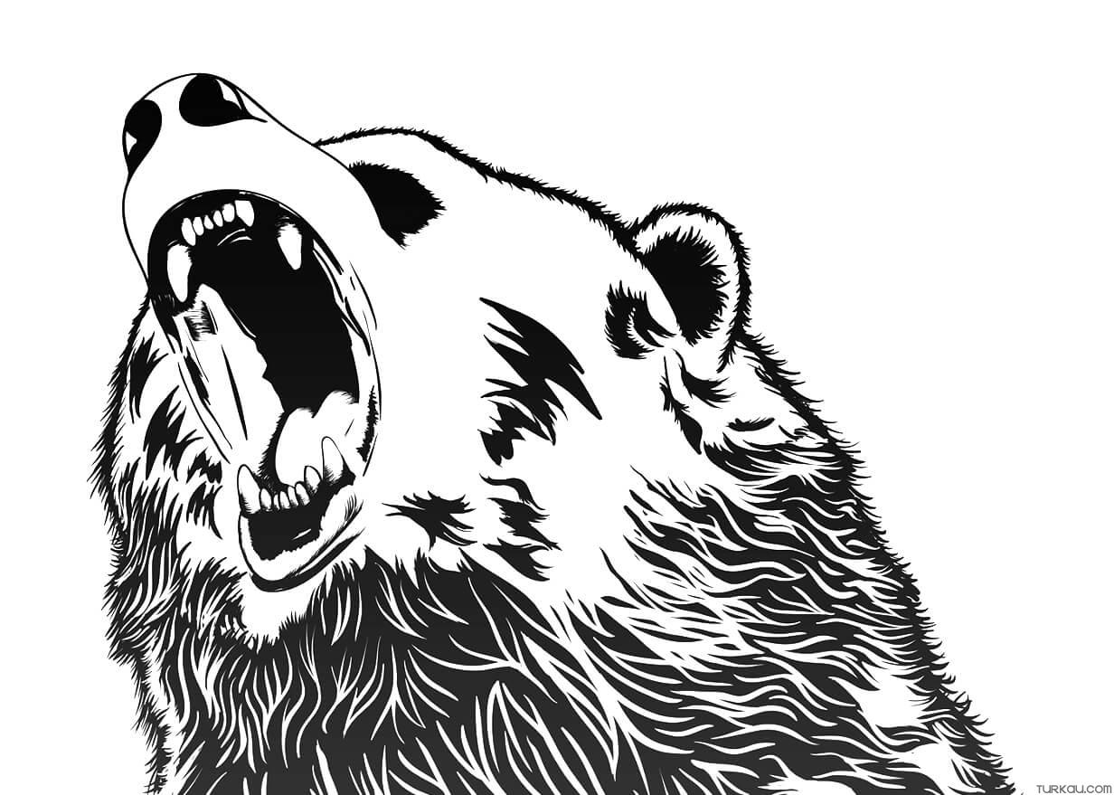 Cartoon Bear Coloring Page Turkau