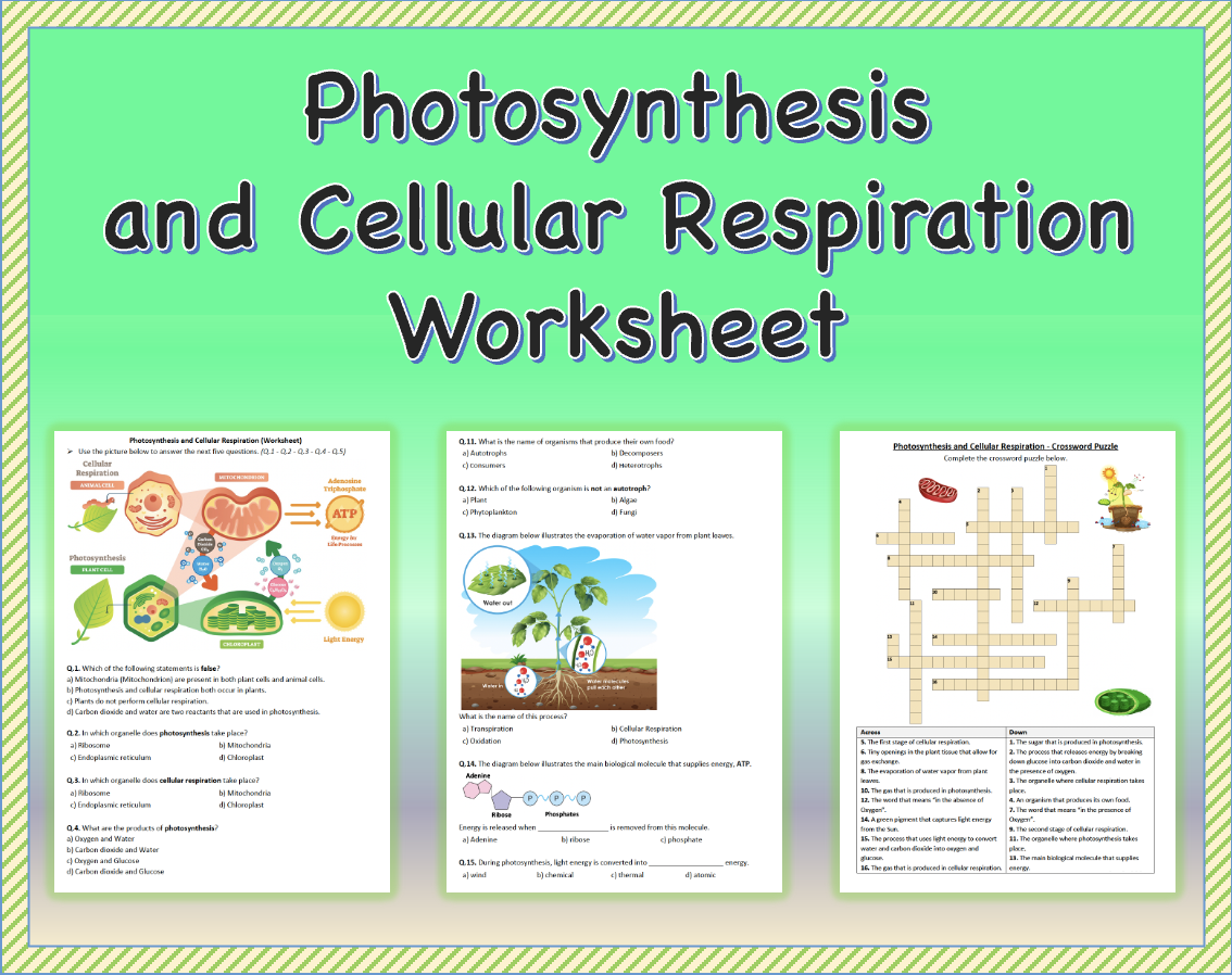 respiration worksheet